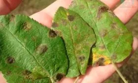 Бурая пятнистость Яблоня Московское ожерелье