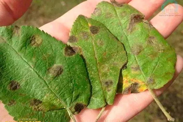 Бурая пятнистость Яблоня Московское ожерелье