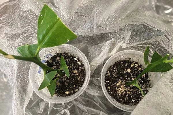 черенкование хурма россиянка