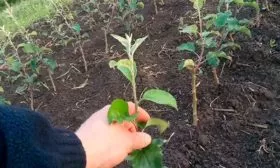 черенкование яблоня Фуджи