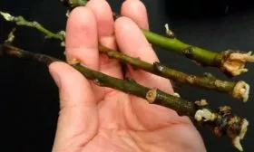 Черенкование Яблоня Победитель