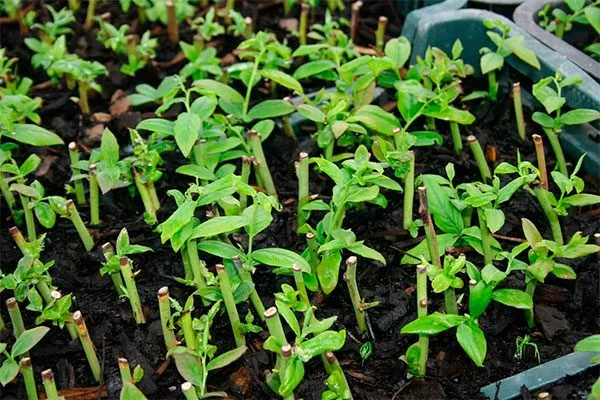 Черенкованием Черника Кавказская