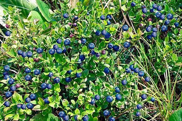 Черника Кавказская куст