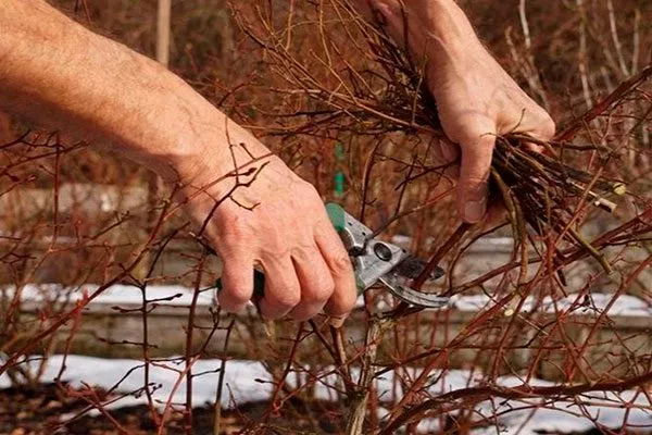 Черника Кавказская обрезка