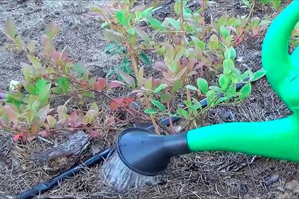 Черника Кавказская полив