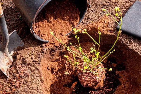 Черника Кавказская посадка