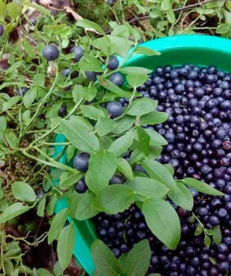 Черника Кавказская ягоды