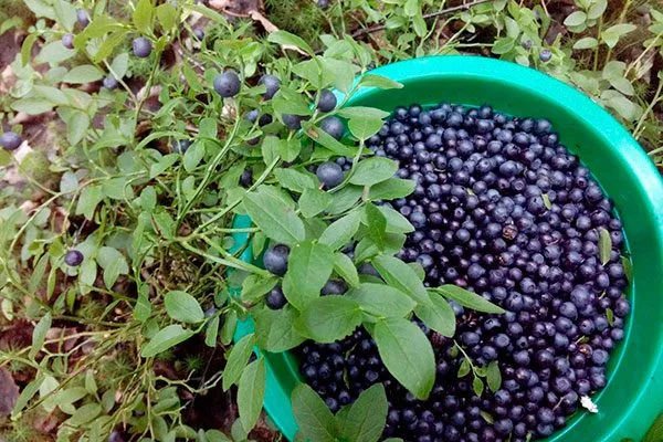 Черника Кавказская ягоды