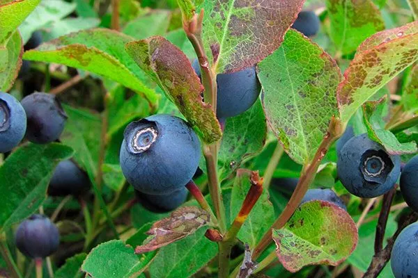 Черника Кавказская ягоды1