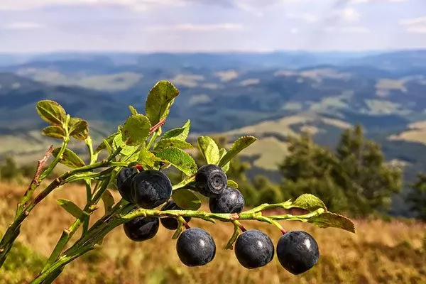 Черника Кавказская