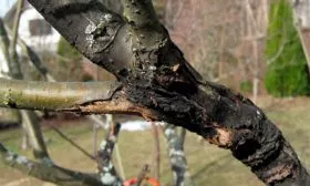 чёрный рак Коричное полосатое