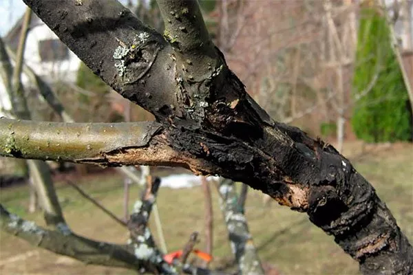 чёрный рак Коричное полосатое