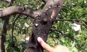 Чёрный рак Яблоня Гала27