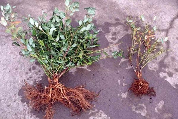 Делением куста Черника Кавказская