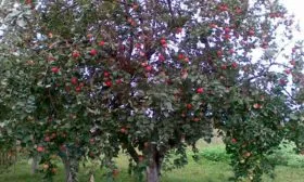 Дерево яблонb Орловское полосатое5