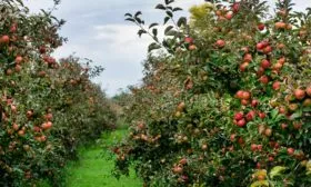 дерево яблони Айдаред4