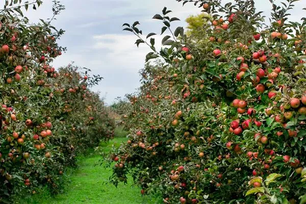 дерево яблони Айдаред4