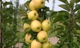 дерево яблони Медок