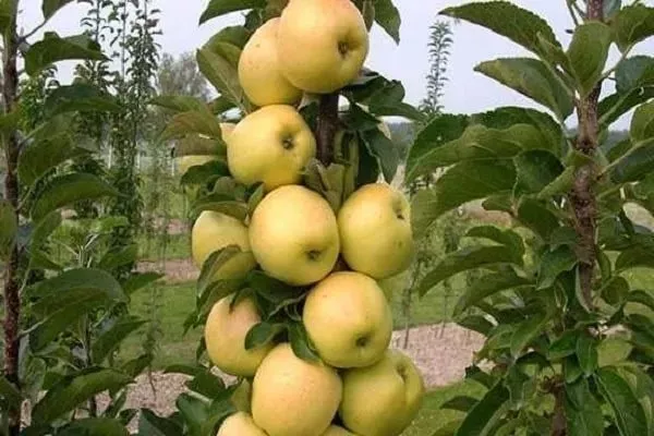 дерево яблони Медок