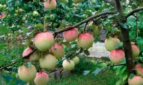 Дерево яблони Орловим3