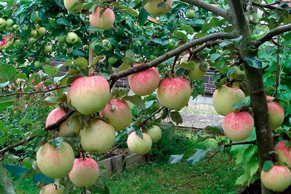 Дерево яблони Орловим3