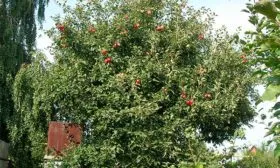 дерево яблони Пепин шафранный4