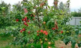 дерево яблони Розовый Налив2