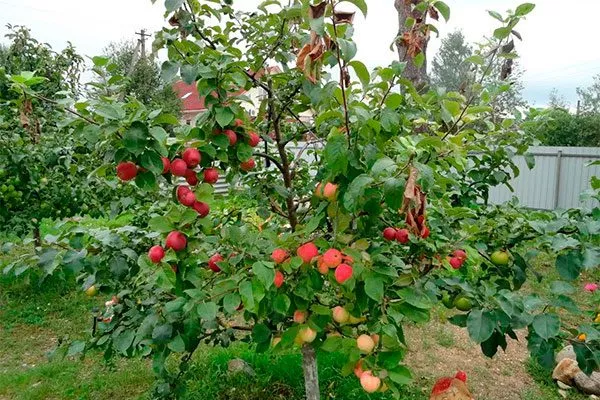 дерево яблони Розовый Налив2