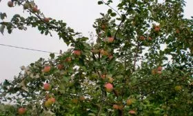 дерево Синап Орловский3