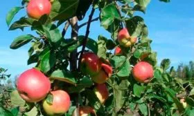 дерево яблони Солнышко4
