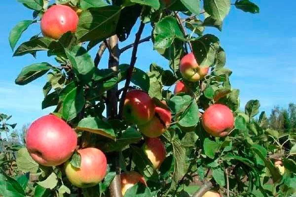 дерево яблони Солнышко4
