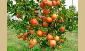 Дерево яблоня Чемпион