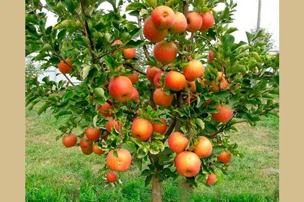 Дерево яблоня Чемпион