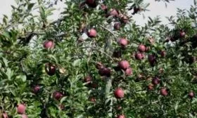 дерево яблоня Джеромини
