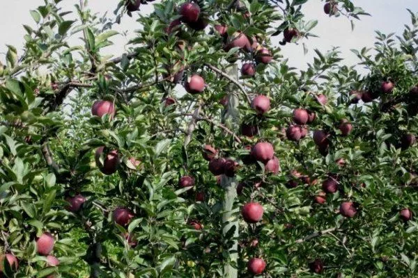 дерево яблоня Джеромини