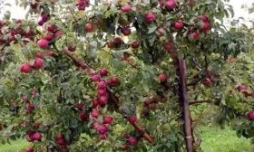 дерево-яблоня Лобо