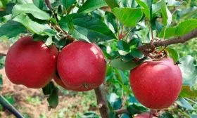 Девил Яблоня Гала13