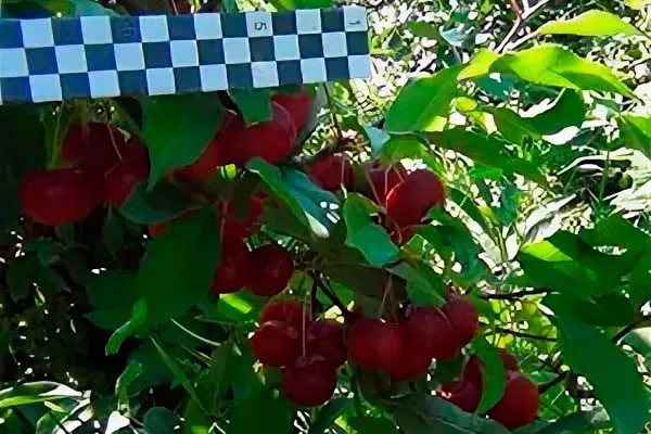 Добрыня ранетка 3