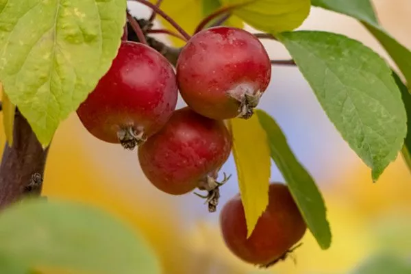 Добрыня ранетка