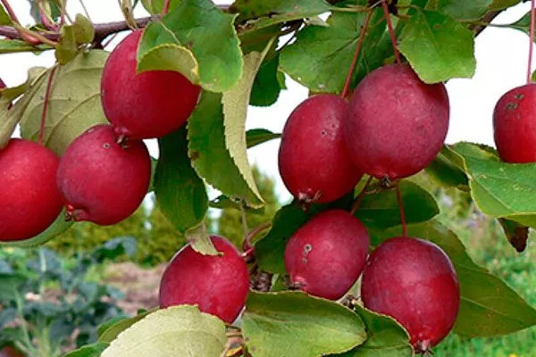 Долго яблоня ранетка