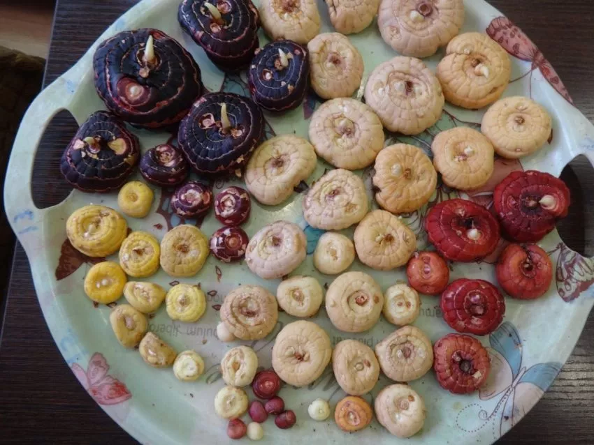 Почему у гладиолусов потемневшие клубни?