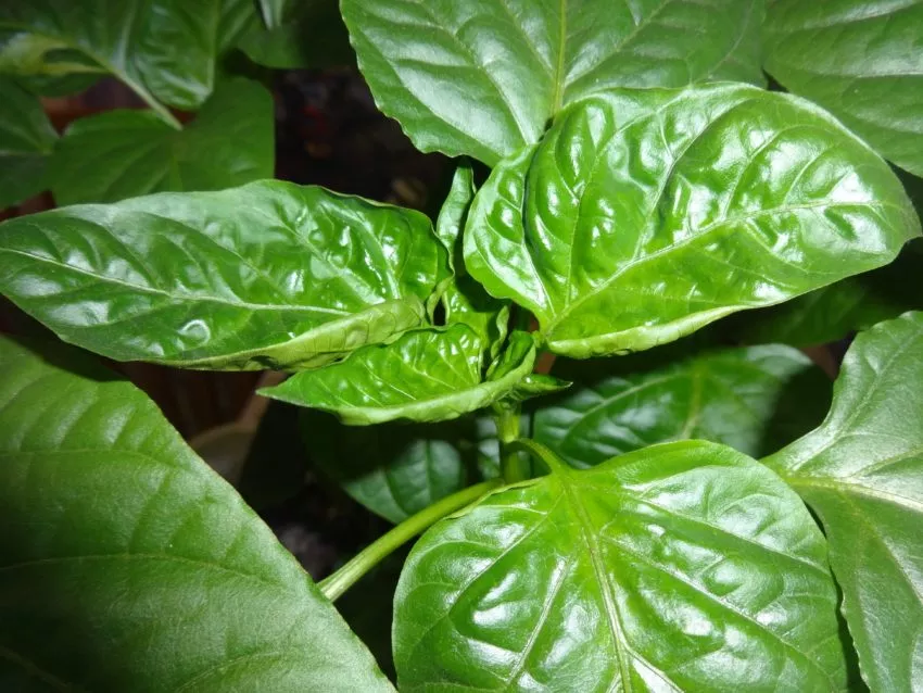 Почему у рассады перцев скручиваются верхние листочки?