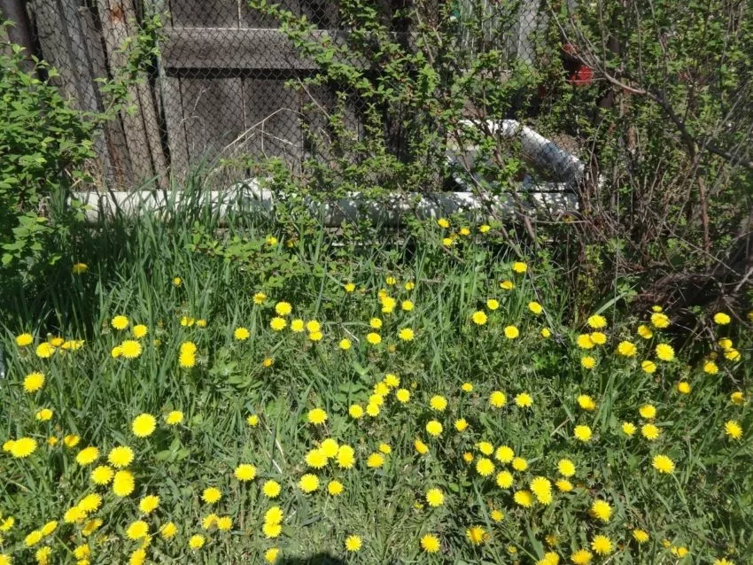 Одуванчики на даче-лекарство под ногами