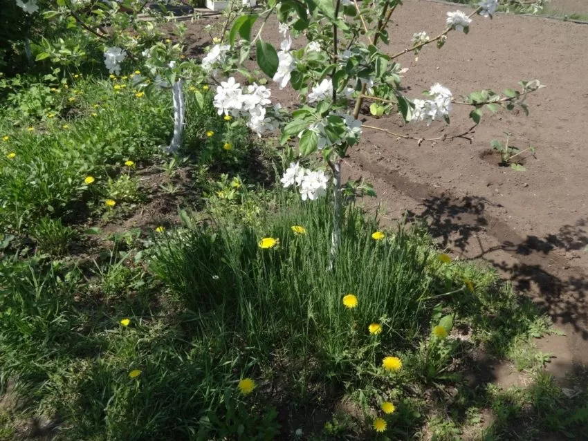 Одуванчики на даче-лекарство под ногами