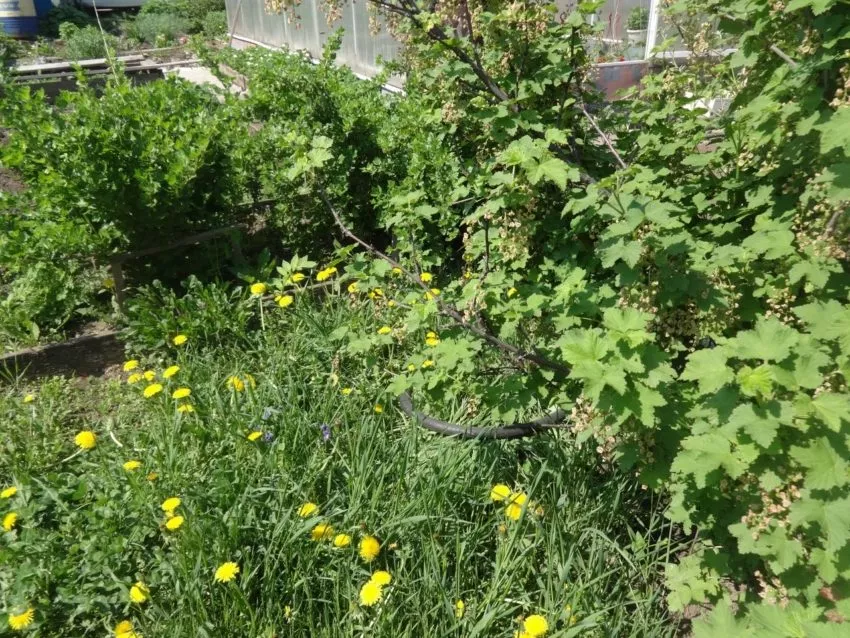 Одуванчики на даче-лекарство под ногами