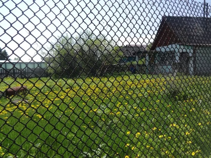 Одуванчики на даче-лекарство под ногами