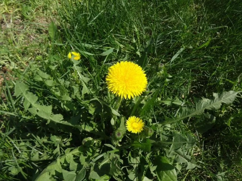 Одуванчики на даче-лекарство под ногами