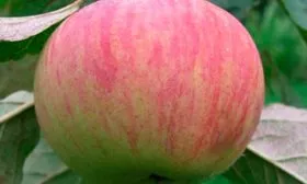 Дымчатое коричное