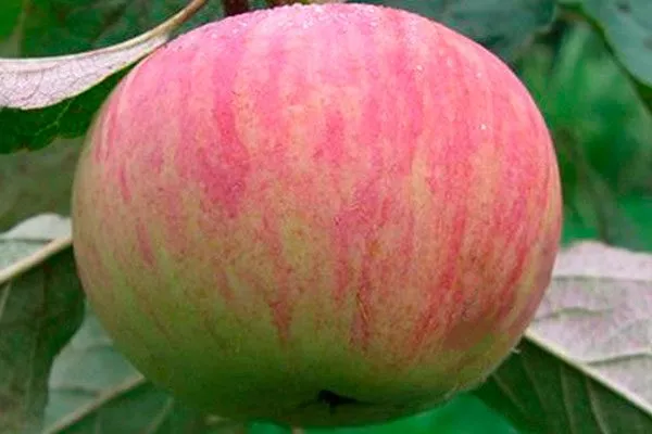 Дымчатое коричное