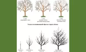 Формирование и обрезка